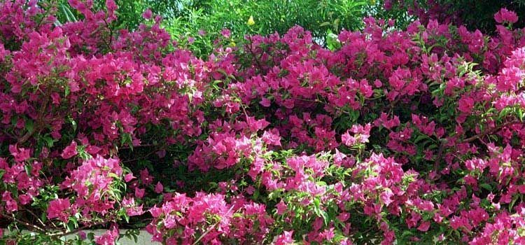 Cultivo de buganvilla en el jardín