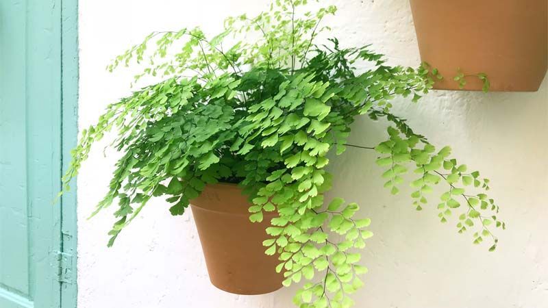Cultivo de cabello de Venus