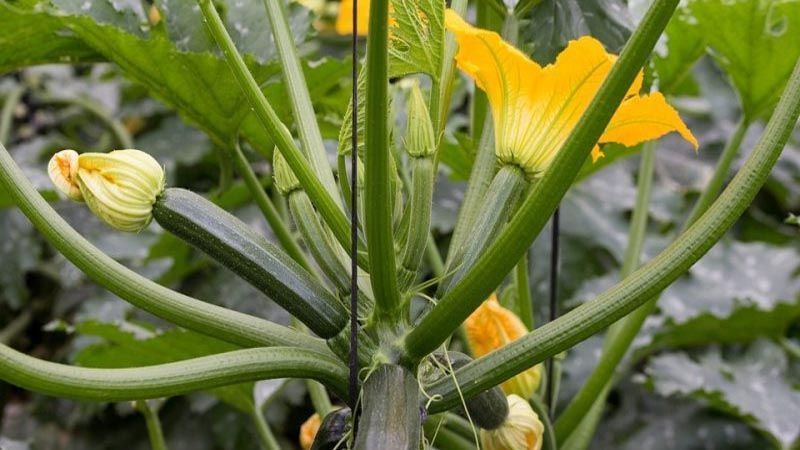 Cultivo de calabacín