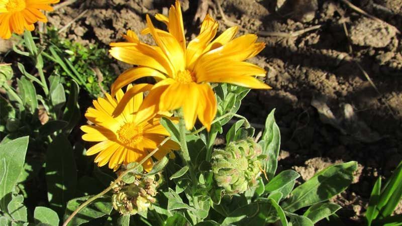 Cultivo de caléndula jardín