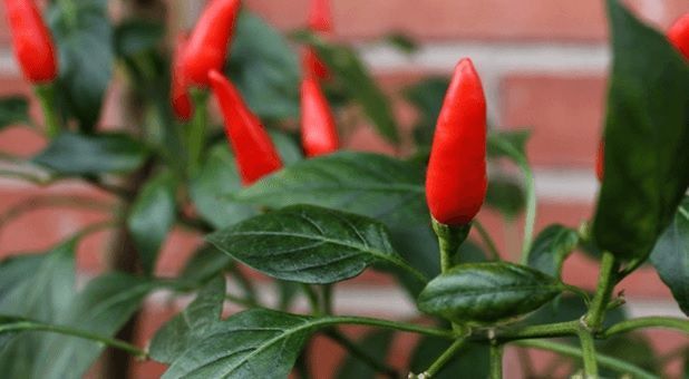 Cultivo de cayena en macetas