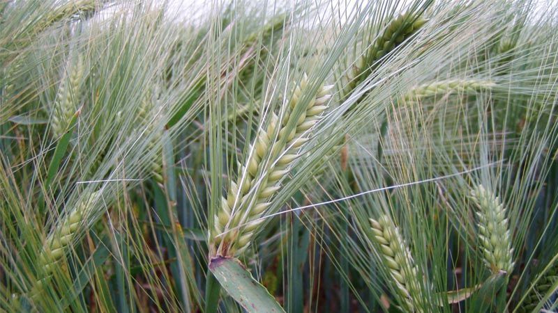 Cultivo de cebada