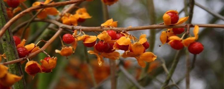 Cultivo de celastro Celastrus orbiculatus