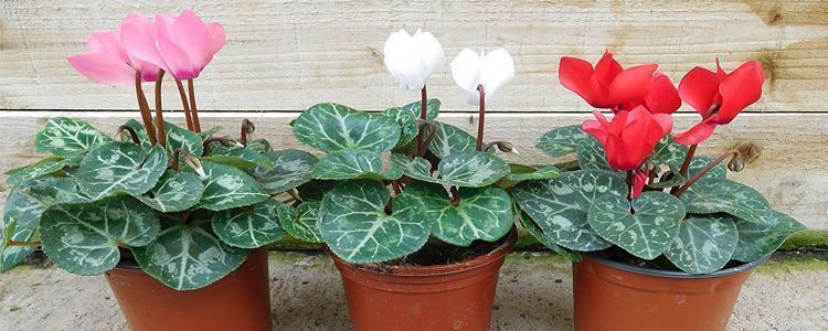 Cultivo de ciclamen