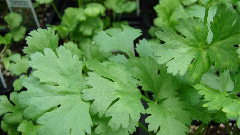 Cultivo de cilantro