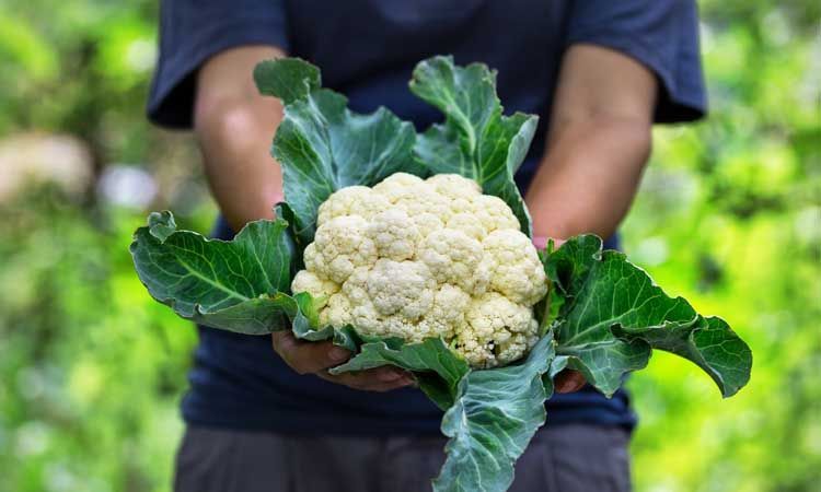 Cultivo de coliflor
