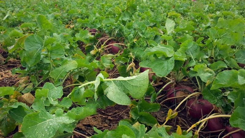 Cultivo de colinabo