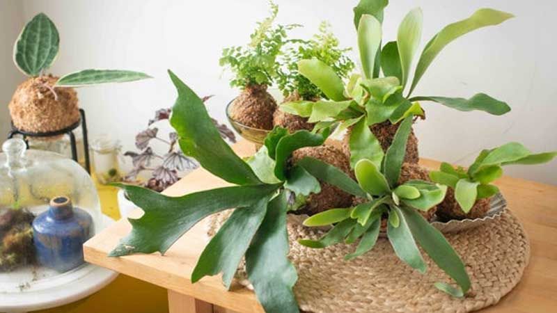 Cultivo de cuerno de alce