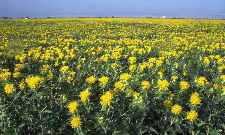 Cultivo de cártamo para producción
