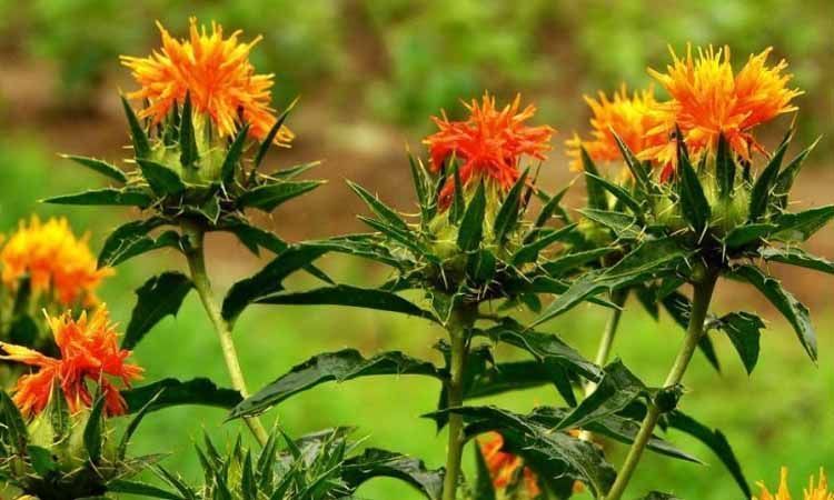 Cultivo de cártamo