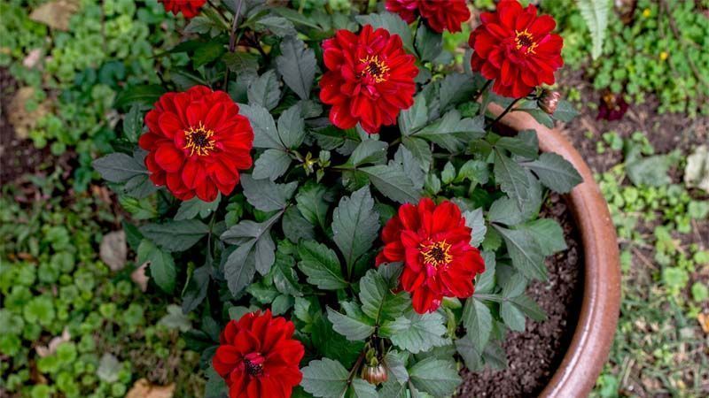 Cultivo de dalias en macetas