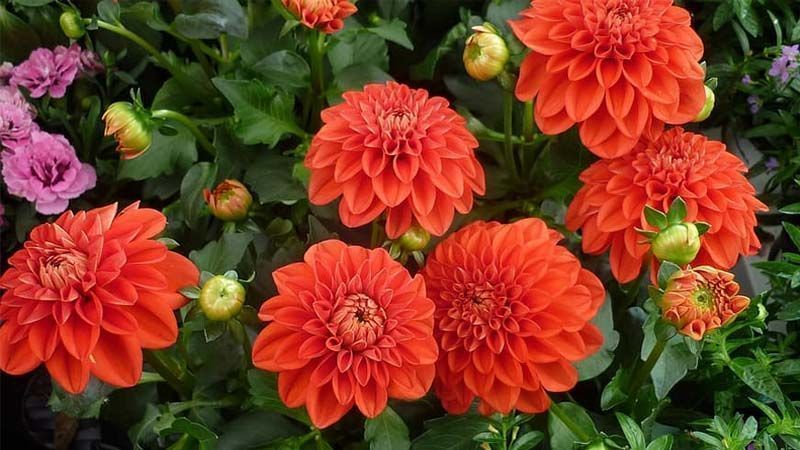 Cultivo de dalias