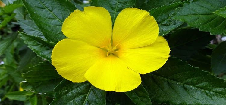 Cultivo de damiana