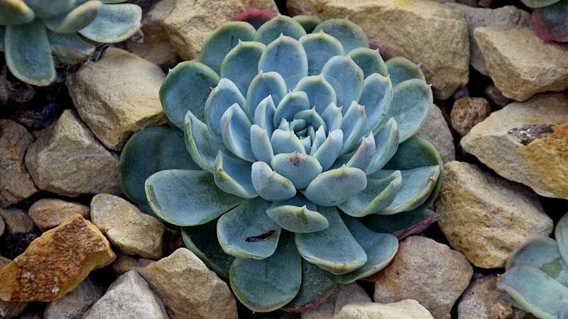 Cultivo de echeveria