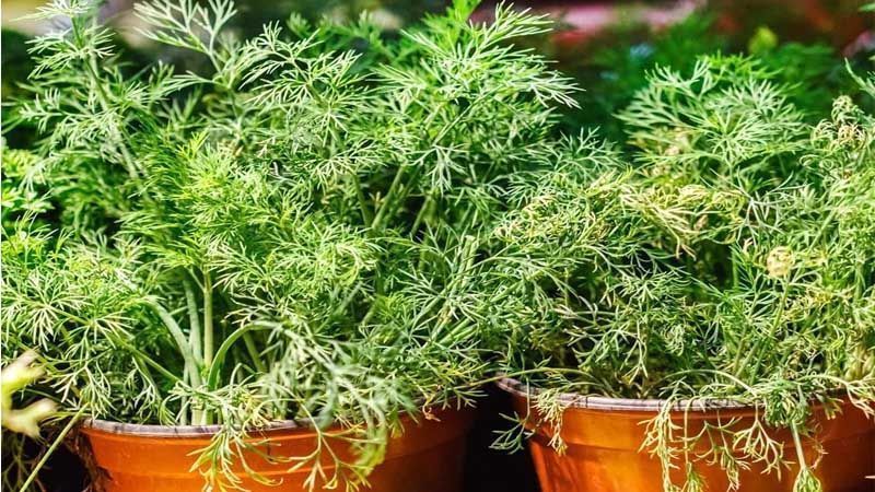 Cultivo de eneldo en macetas