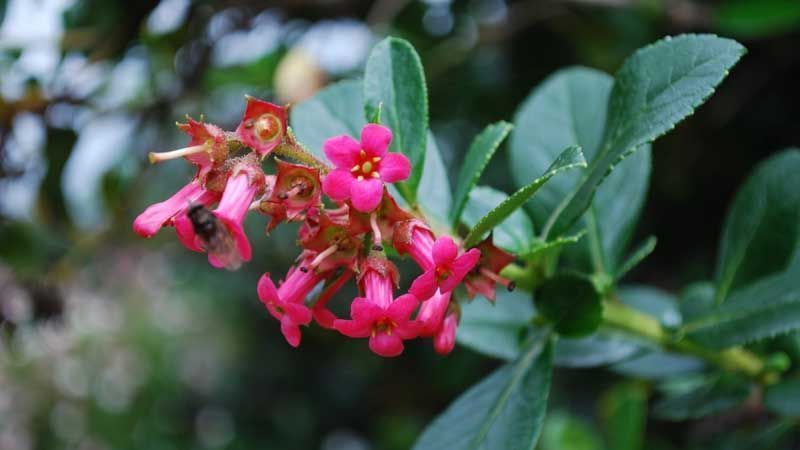 Cultivo de escalonia