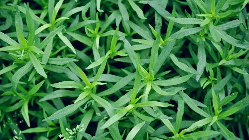 Cultivo de estragón