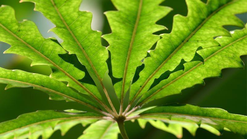 Cultivo de falsa aralia