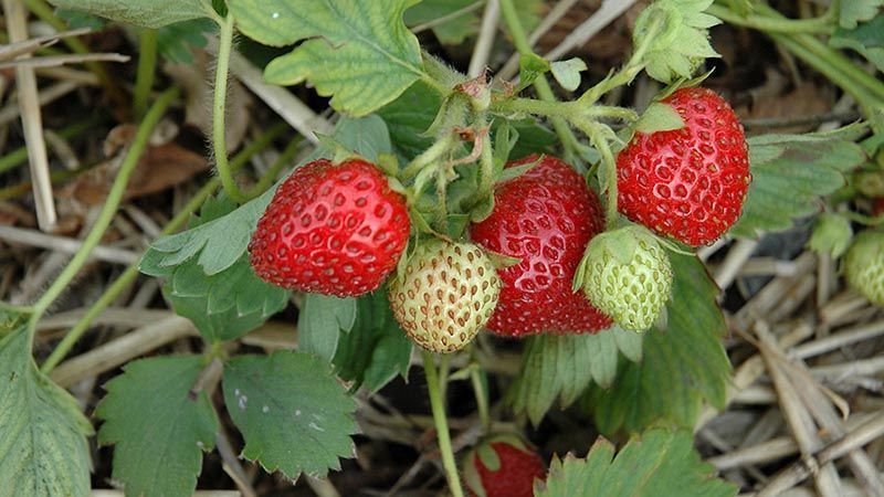 Cultivo de fresas