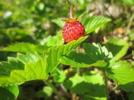 Cultivo de fresas fragaria vasca