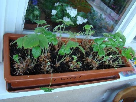 Cultivo de fresasen maceta