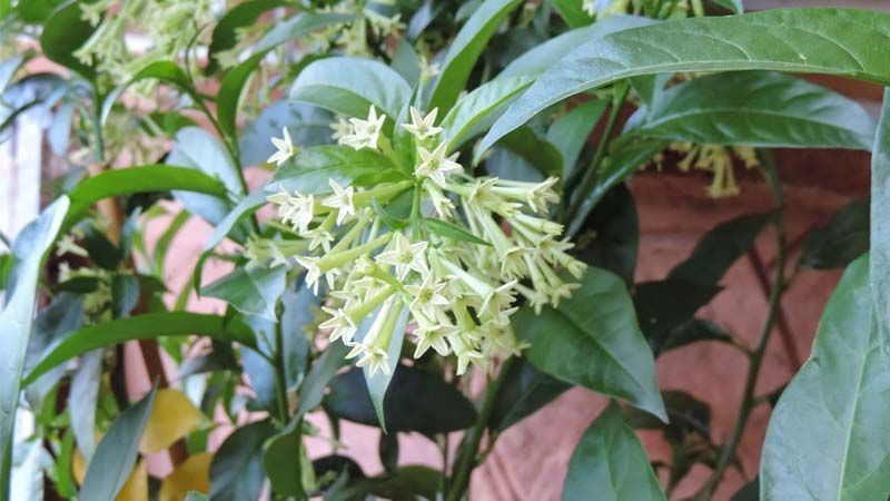 Cultivo de galán de noche