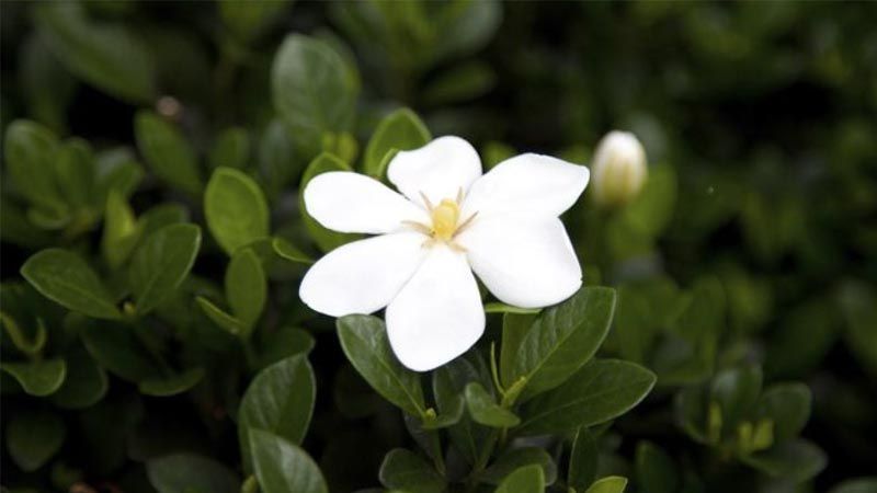 Cultivo de gardenias