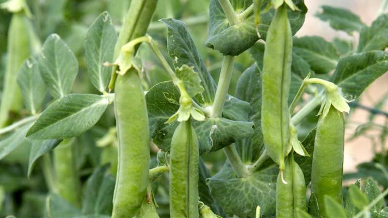 Cultivo de guisantes