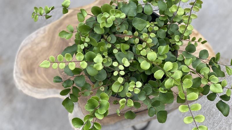 Cultivo de helecho botón