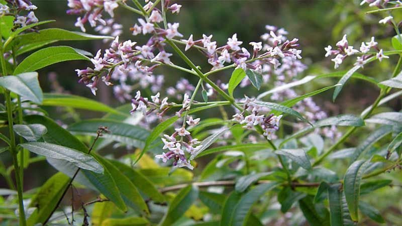 Cultivo de hierba luisa