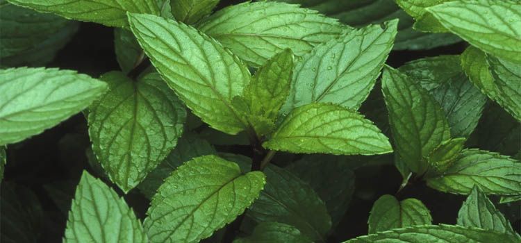 Cultivo de hierbabuena