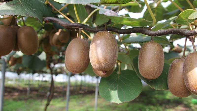 Cultivo de kiwi en España