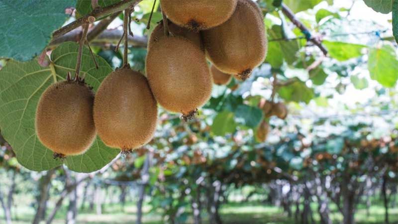 Cultivo de kiwi
