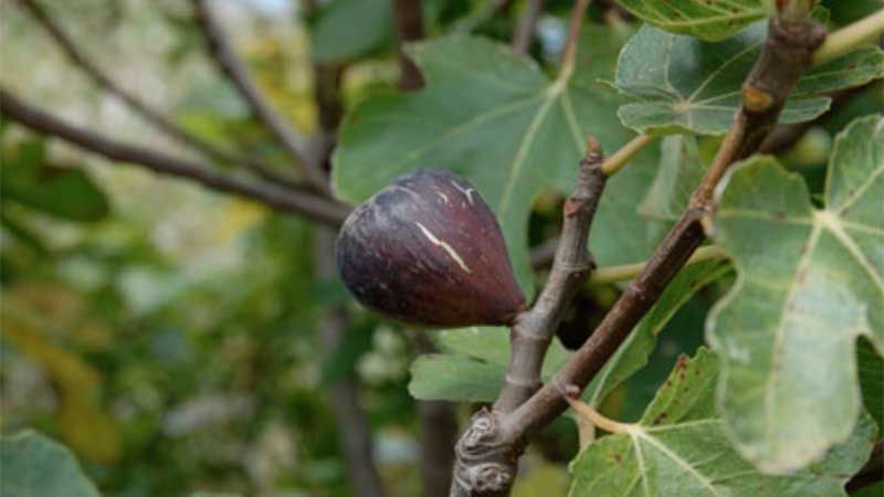 Cultivo de la higuera