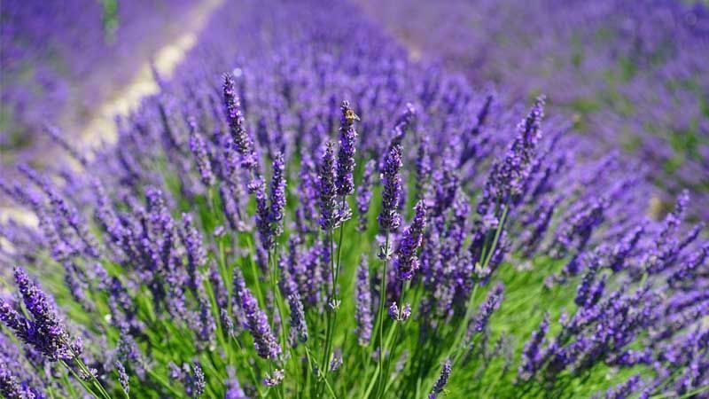 Cultivo de lavanda
