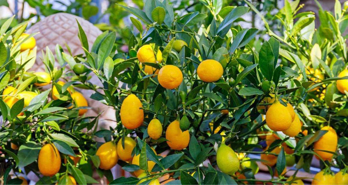 Cultivo de limequat