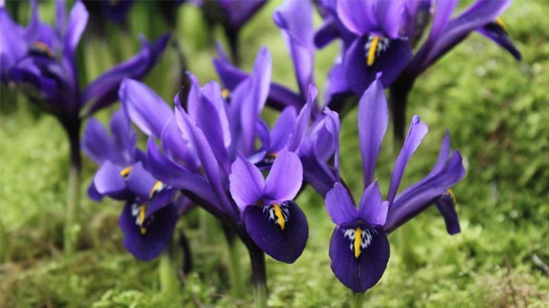 Cultivo de lirios