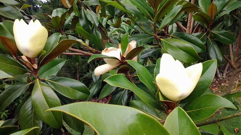 Cultivo de magnolio