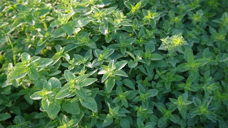 Cultivo de mejorana