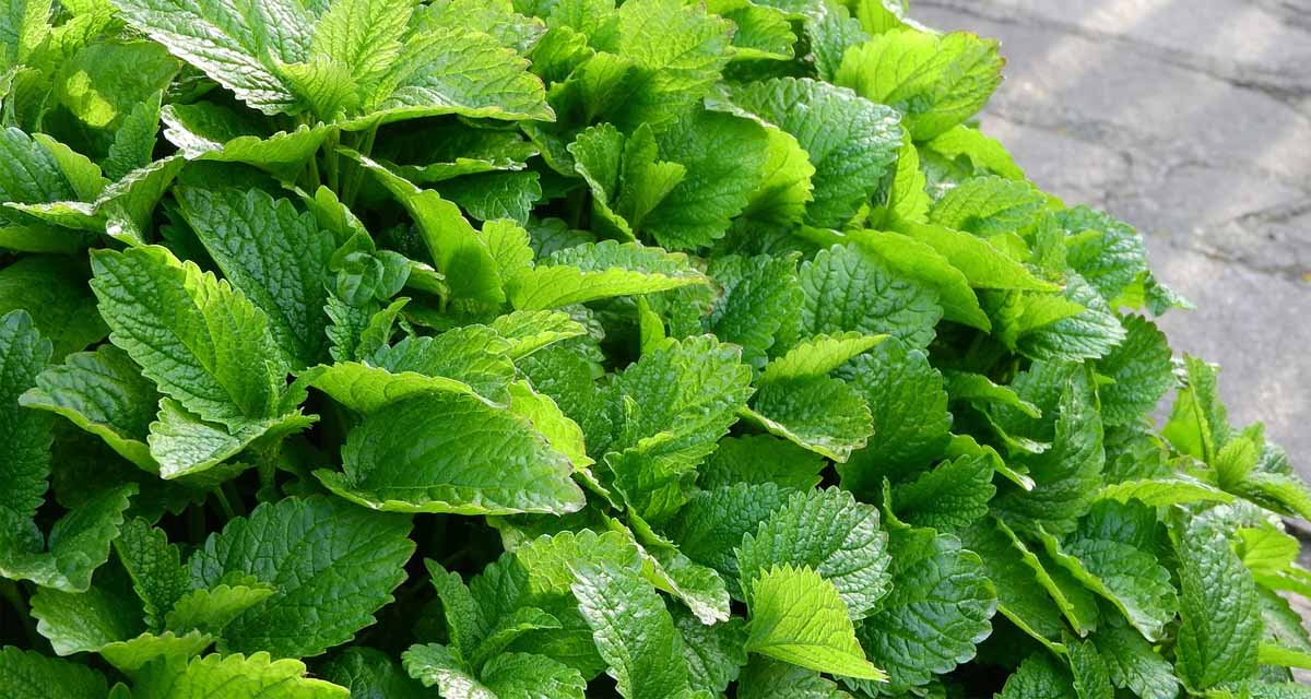 Cultivo de melisa