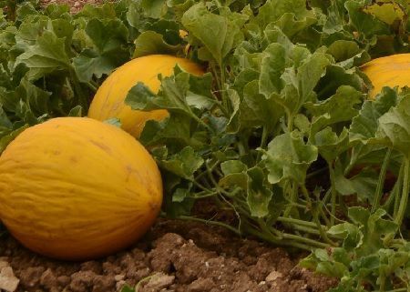 Cultivo de melones en el huerto