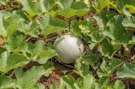 cultivo de melones Cultivo de melones en el huerto