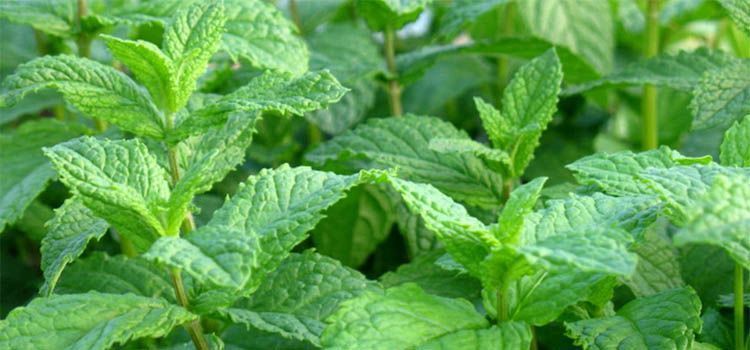 Cultivo de menta en el huerto