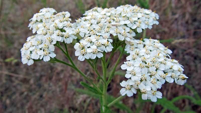 Cultivo de milenrama