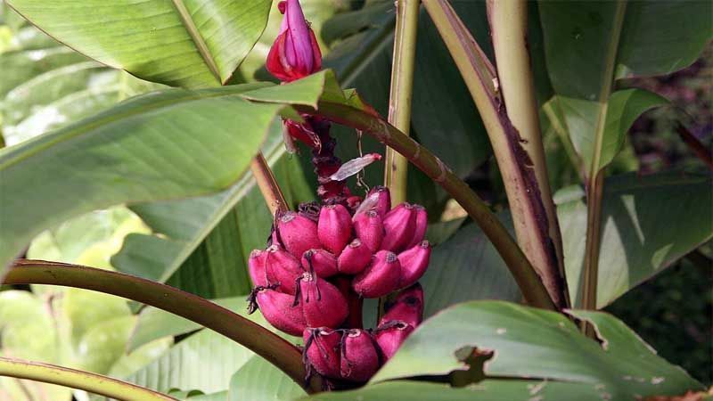 Cultivo de musa velutina