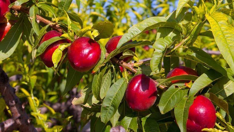 Cultivo de nectarina