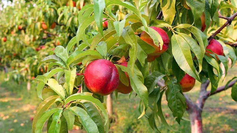 Cultivo de nectarino