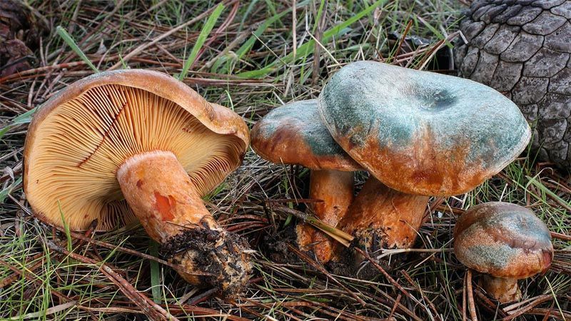 Cultivo de níscalos