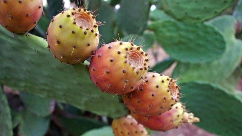 Cultivo de nopal o chumbera