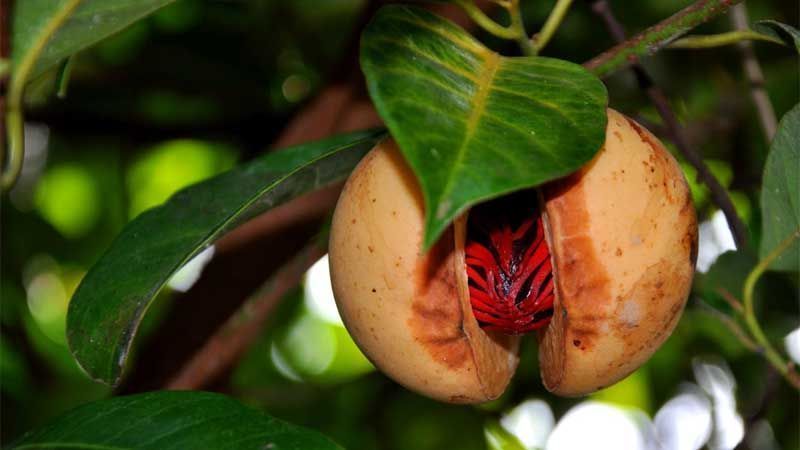 Cultivo de nuez moscada